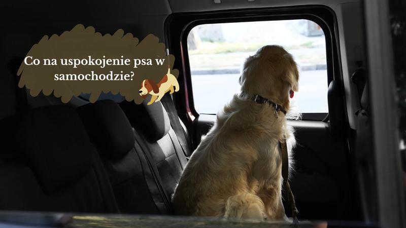 Akcesoria do podróży z psem