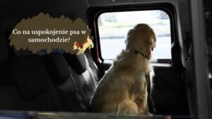 Spokojna podróż z pupilem: jak uspokoić psa podczas jazdy samochodem