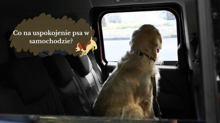 Spokojna podróż z pupilem: jak uspokoić psa podczas jazdy samochodem