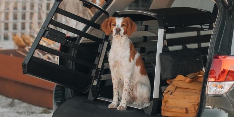 Lęk psa w samochodzie